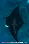 Manta Ray