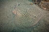 marbled torpedo ray