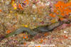 Masked Moray