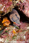 Masked Moray