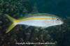 Mexican Goatfish