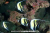 Moorish Idol