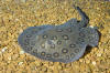 A motoro stingray potamotrygon motoro.