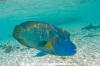 Napoleon Wrasse