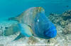 Napoleon Wrasse