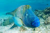 Napoleon Wrasse