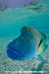 Napoleon Wrasse