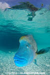 Napoleon Wrasse