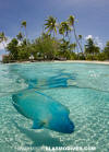 Napoleon Wrasse