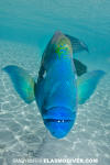 Napoleon Wrasse