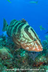 Nassau Grouper