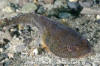Northern Clingfish