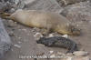 Northern Elephant Seal