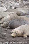 Northern Elephant Seal 008