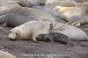 Northern Elephant Seal