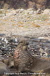 Northern Elephant Seal