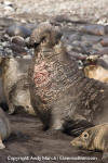 Northern Elephant Seal