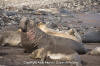 Northern Elephant Seal