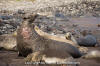 Northern Elephant Seal