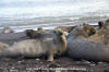 Northern Elephant Seal 024