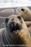 Northern Elephant Seal