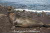 Northern Elephant Seal