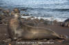 Northern Elephant Seal