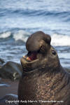 Northern Elephant Seal