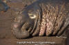 Northern Elephant Seal