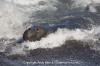 Northern Elephant Seal