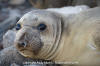 Northern Elephant Seal