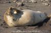 Northern Elephant Seal