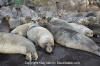 Northern Elephant Seal