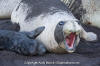 Northern Elephant Seal