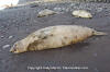 Northern Elephant Seal