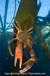 Northern Kelp Crab