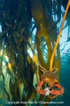 Northern Kelp Crab