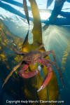 Northern Kelp Crab