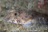 Northern Sculpin