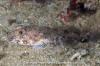 Northern Sculpin