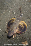 Northern Sea Robin