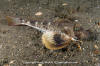 Northern Sea Robin