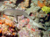 Nurse shark