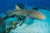 Nurse shark