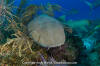 Nurse shark