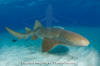 Nurse shark