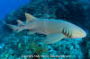 Nurse shark