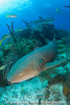 Nurse shark