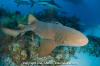 Nurse shark swimming over a reef