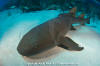 Nurse shark